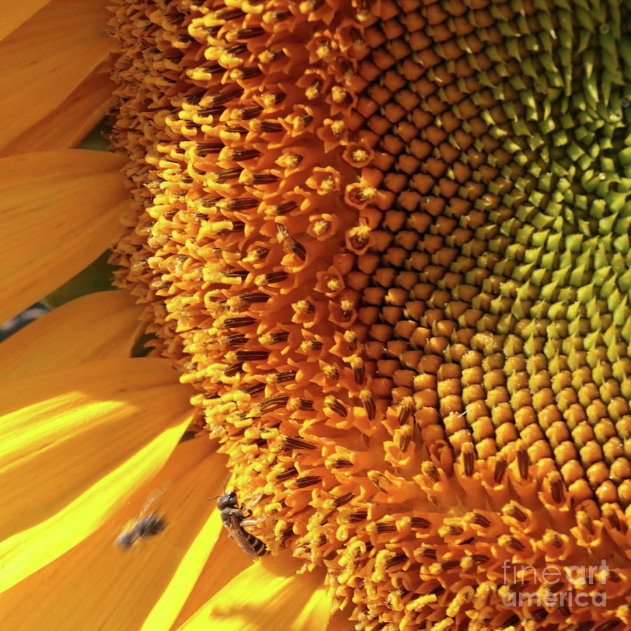 Sunflower Closeup Square Photograph
