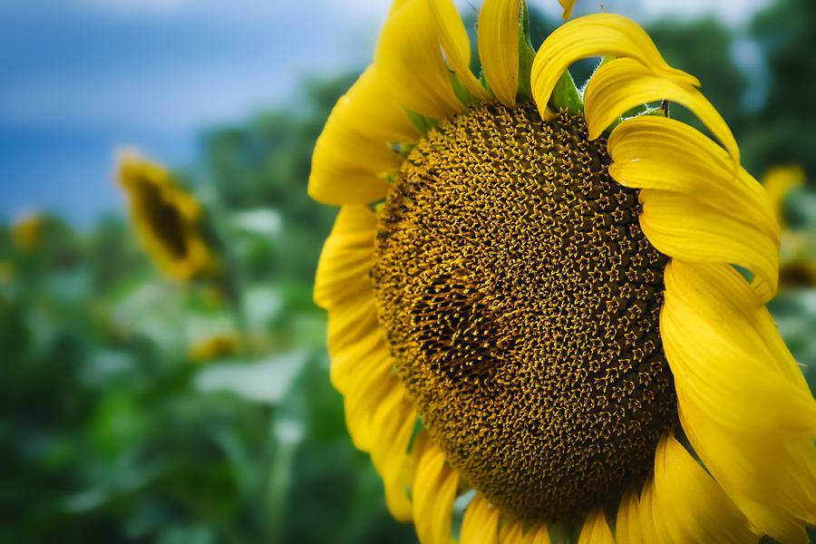 Sunflower Closeup Photograph by Stuart Litoff