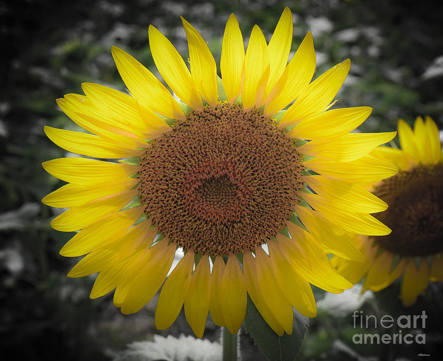 Sunflower Closeup Photograph by Veronica Batterson