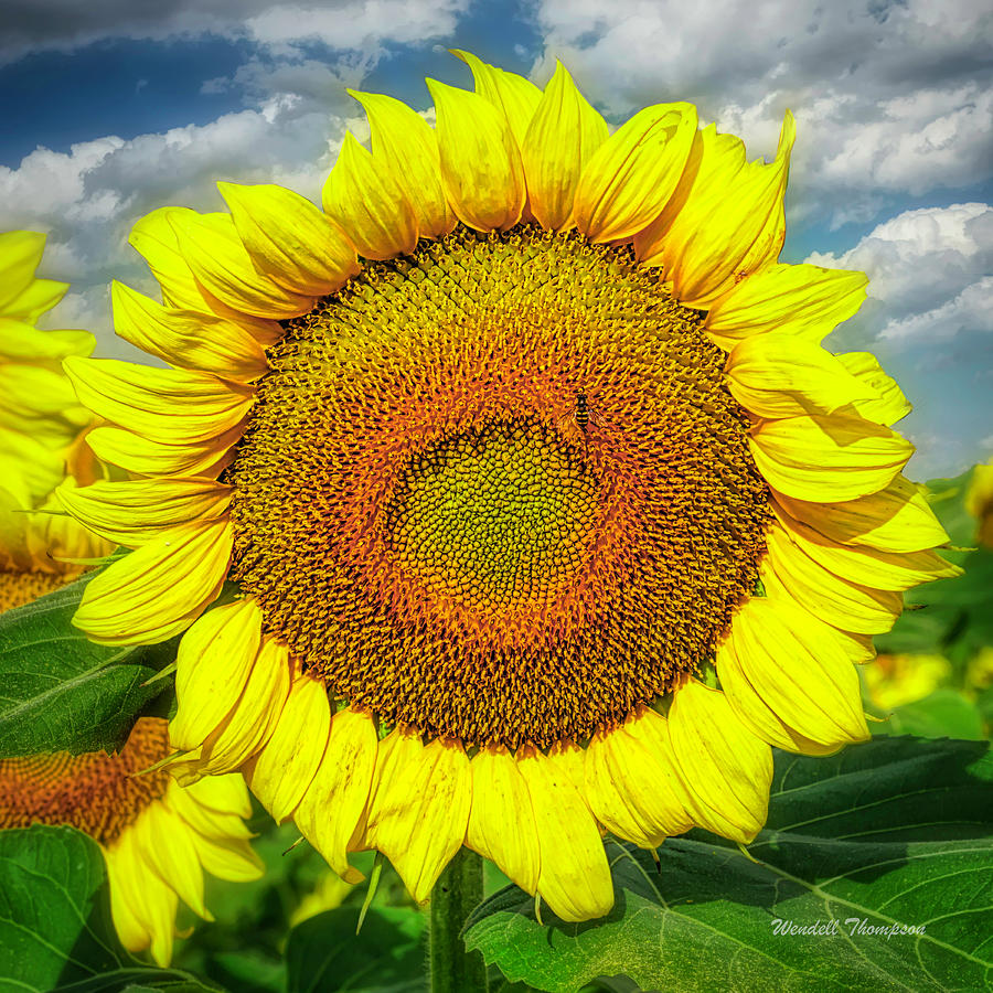 Sunflower Closeup Photograph by Wendell Thompson