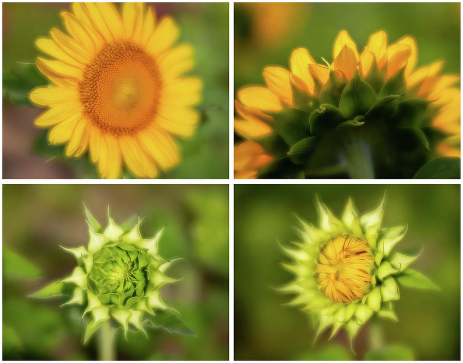 Sunflower Collage Photograph by Charles Hite