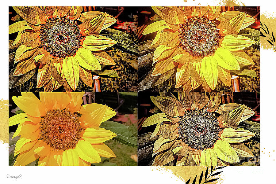 Sunflower Collage Photograph