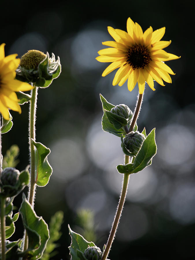 Sunflower Collection - right Photograph by Mark Berman