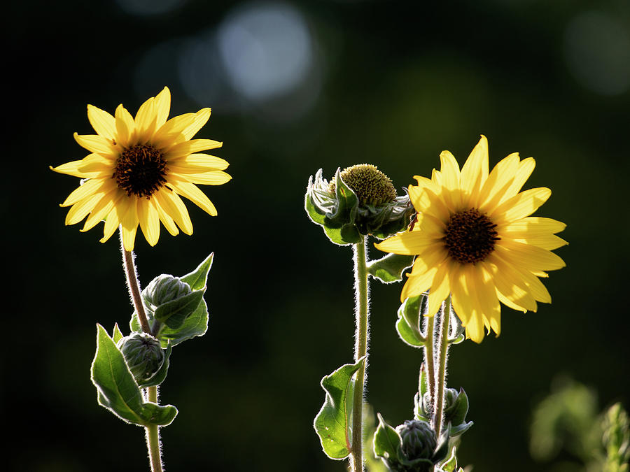 Sunflower Collection - top Photograph by Mark Berman
