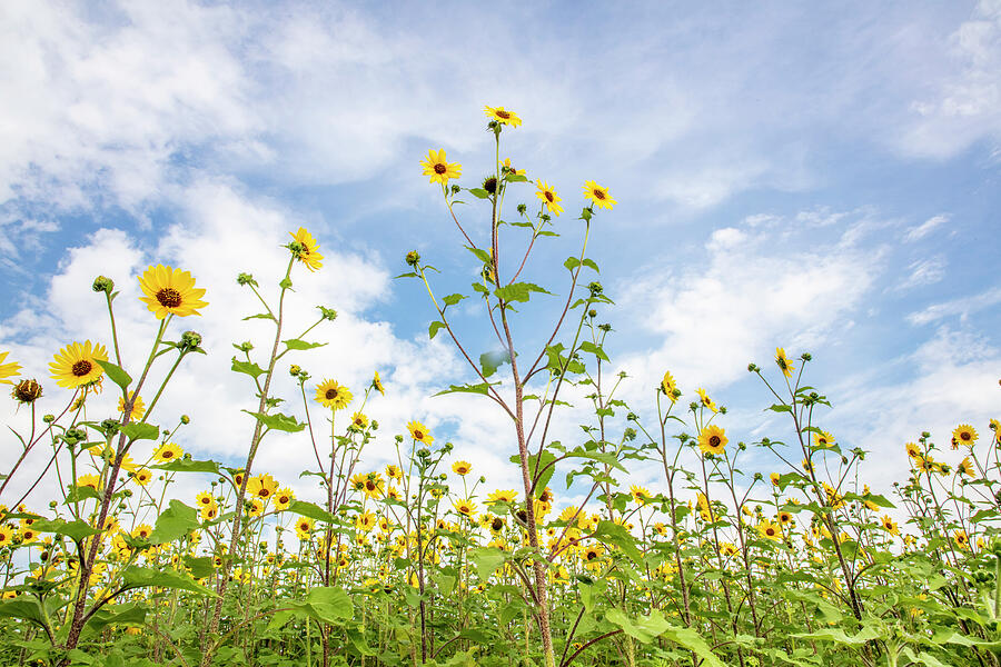 Sunflower Colony with Soft Clouds Photograph by Steven Schwartzman