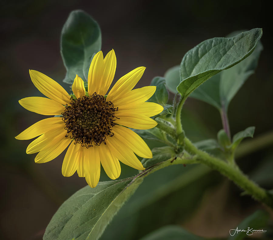 Sunflower Contrast Photograph by Aaron Burrows