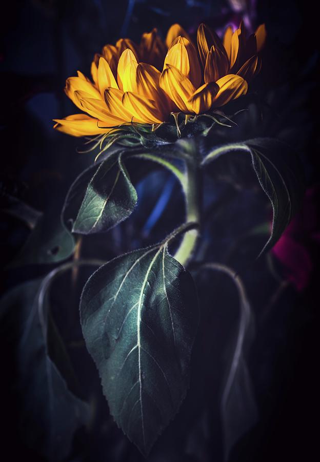 Sunflower Curves Photograph by Ada Weyland