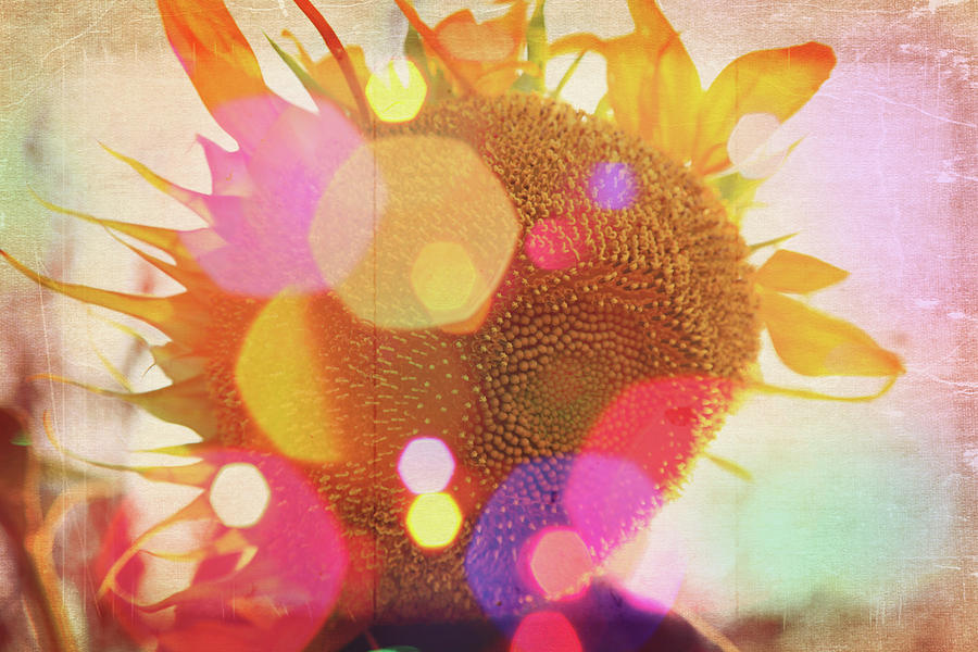 Sunflower Photograph - Sunflower Daydreams by Toni Hopper