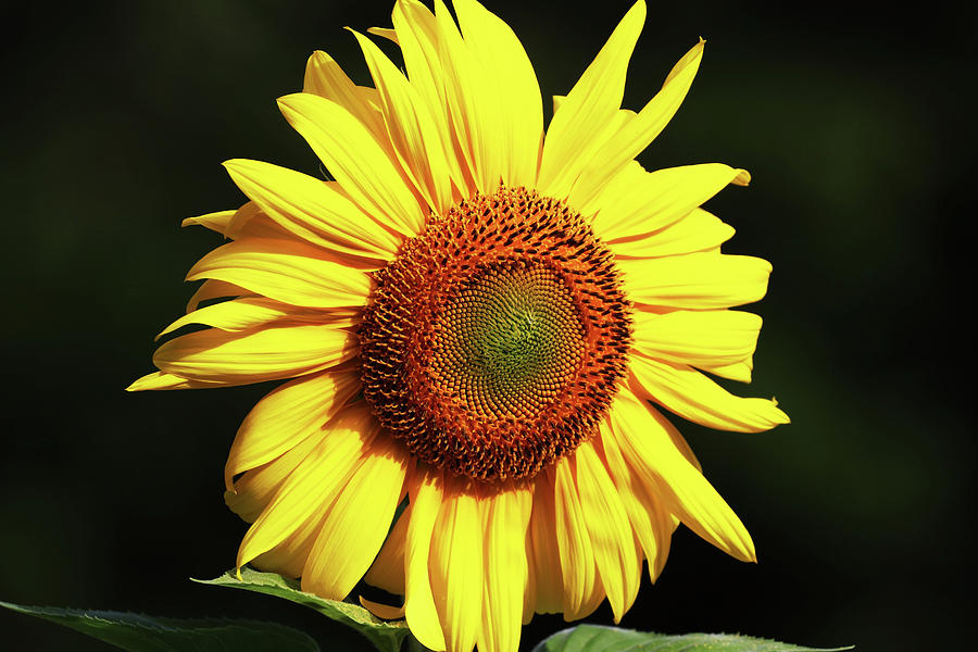 Sunflower Photograph by Debbie Oppermann