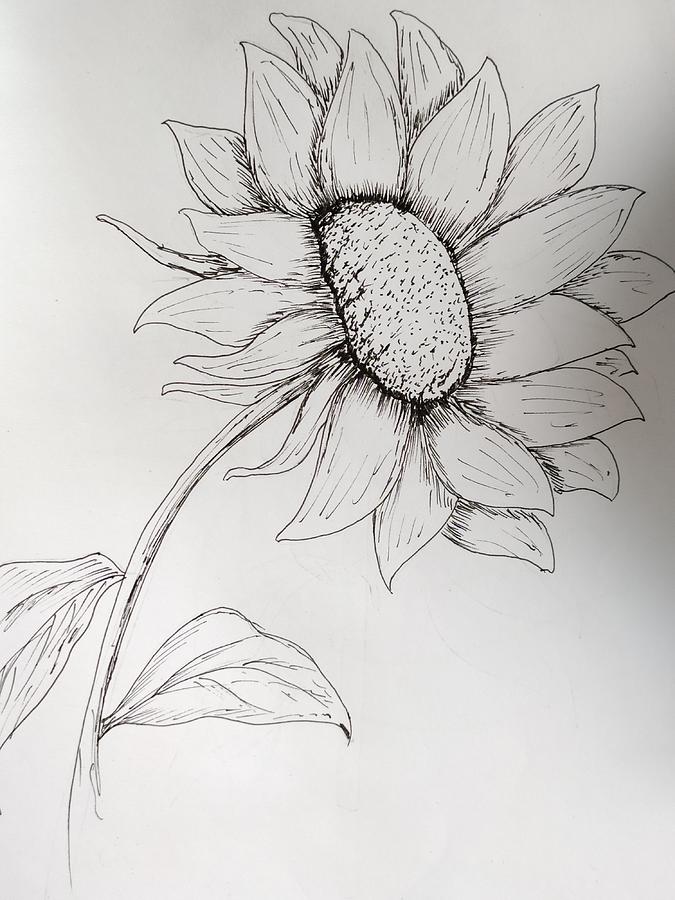 EASY How to Draw a Sunflower  Easy Tutorial for Kids