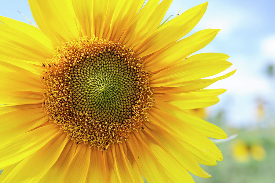 Sunflower Delight Photograph by Belinda Greb - Fine Art America