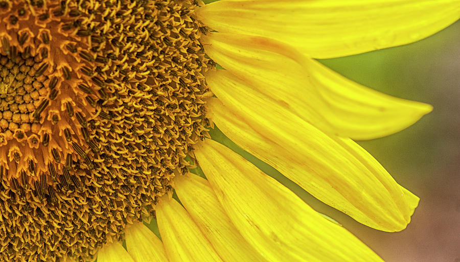 Sunflower Detail  Photograph by Bob Decker