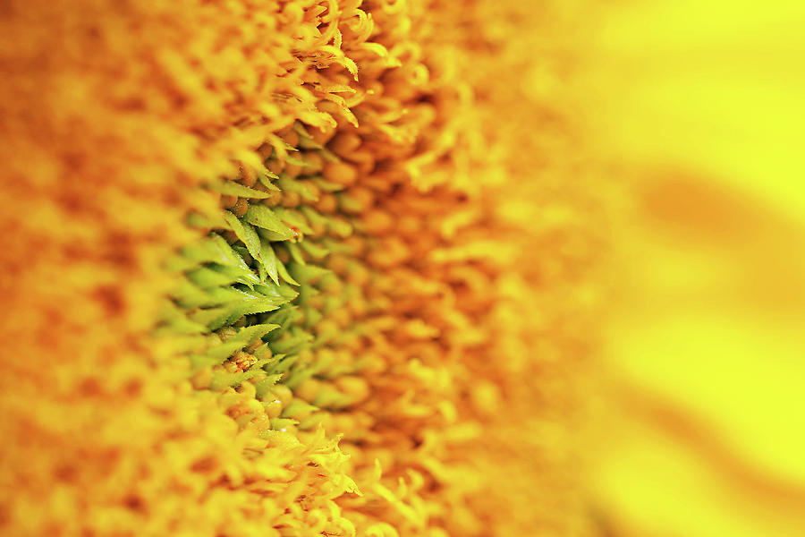 Sunflower Detail Photograph by Maria Meester