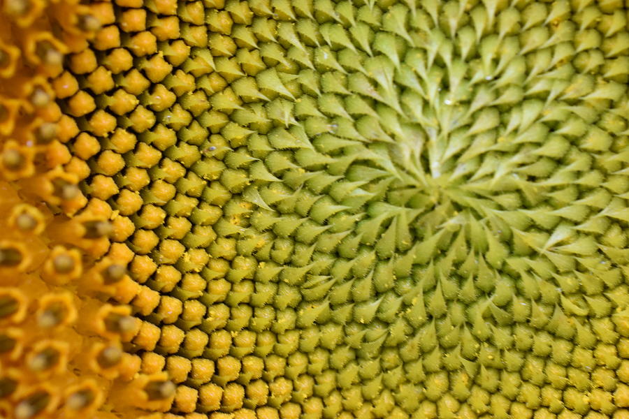 Sunflower details Photograph by Nicholas Kittle