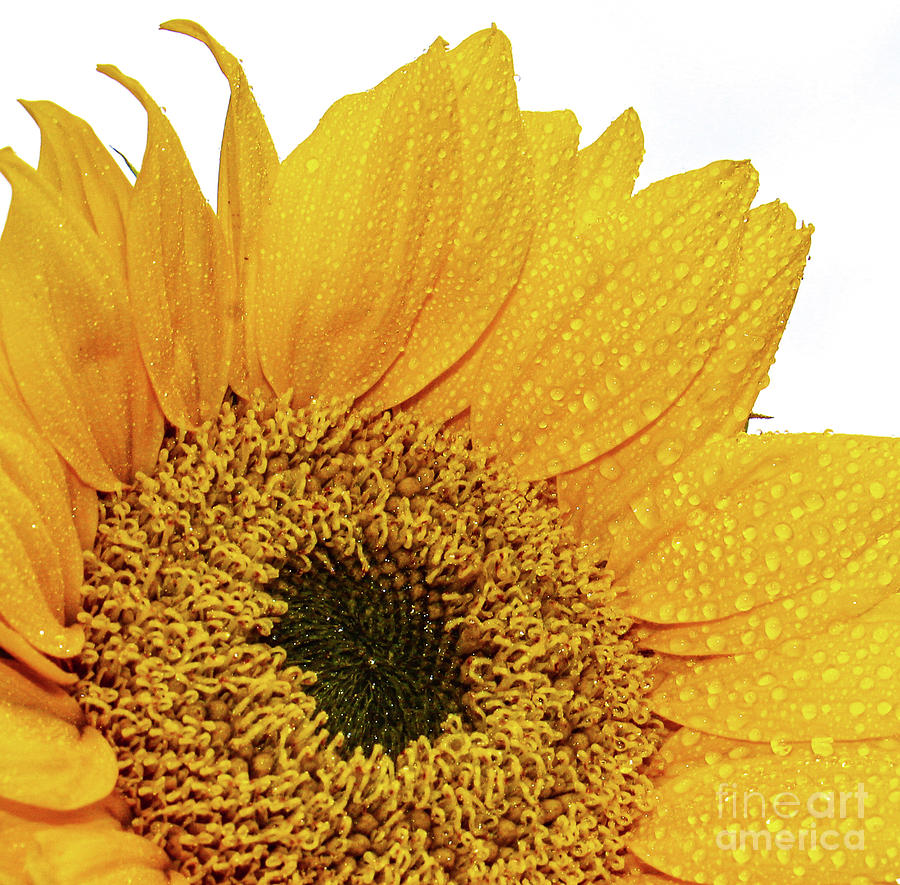 Sunflower Dew Photograph by Joanne Carey