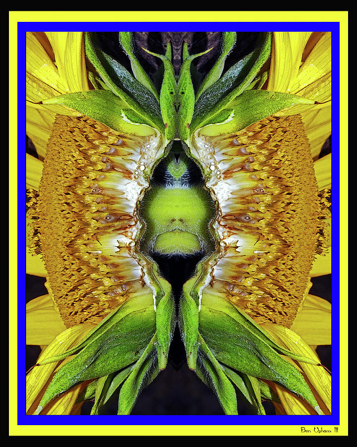 Sunflower Dewd in a 3 Color Frame Photograph by Ben Upham III