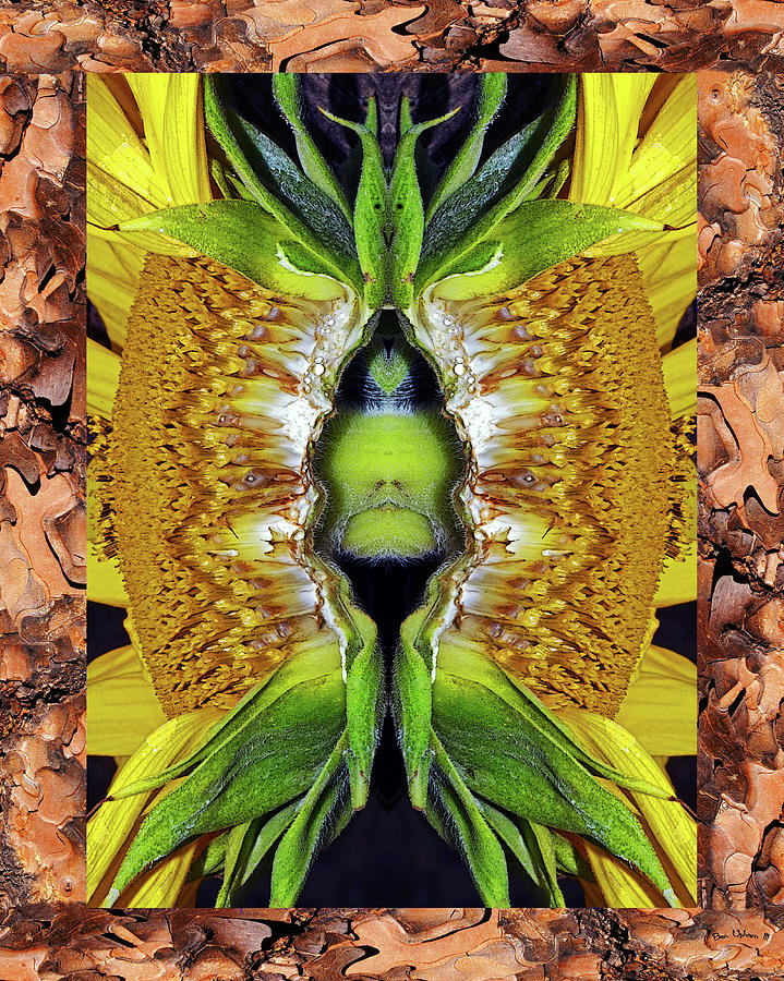 Sunflower Dewd in a Ponderosa Pine Bark Frame Photograph by Ben Upham III