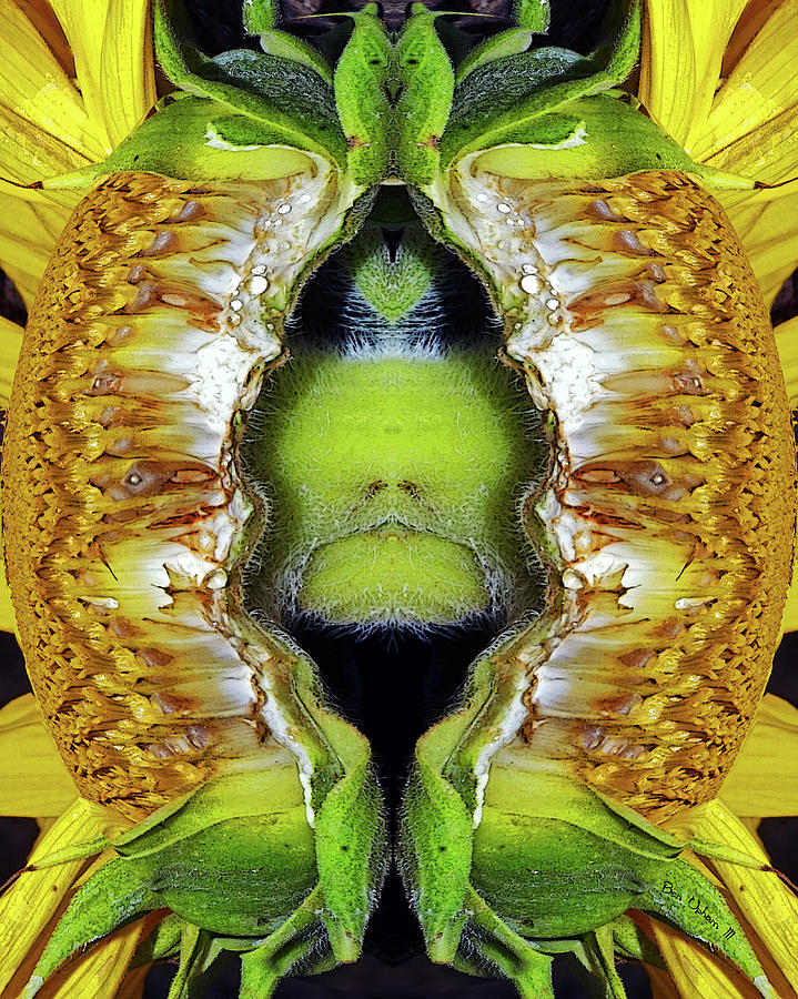 Sunflower Dewd Sphereized Photograph by Ben Upham III