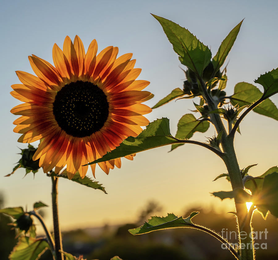 Sunflower Photograph - Sunflower by Weir Here And There