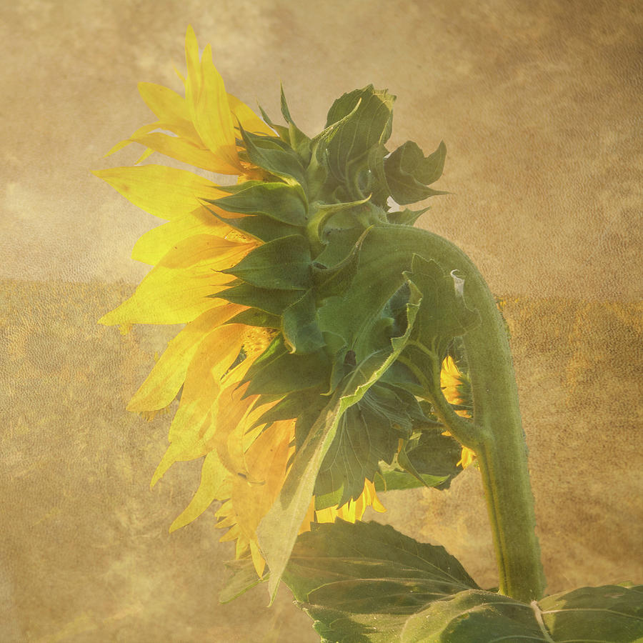 Sunflower Digital Art Photograph by Sw Photography - Pixels