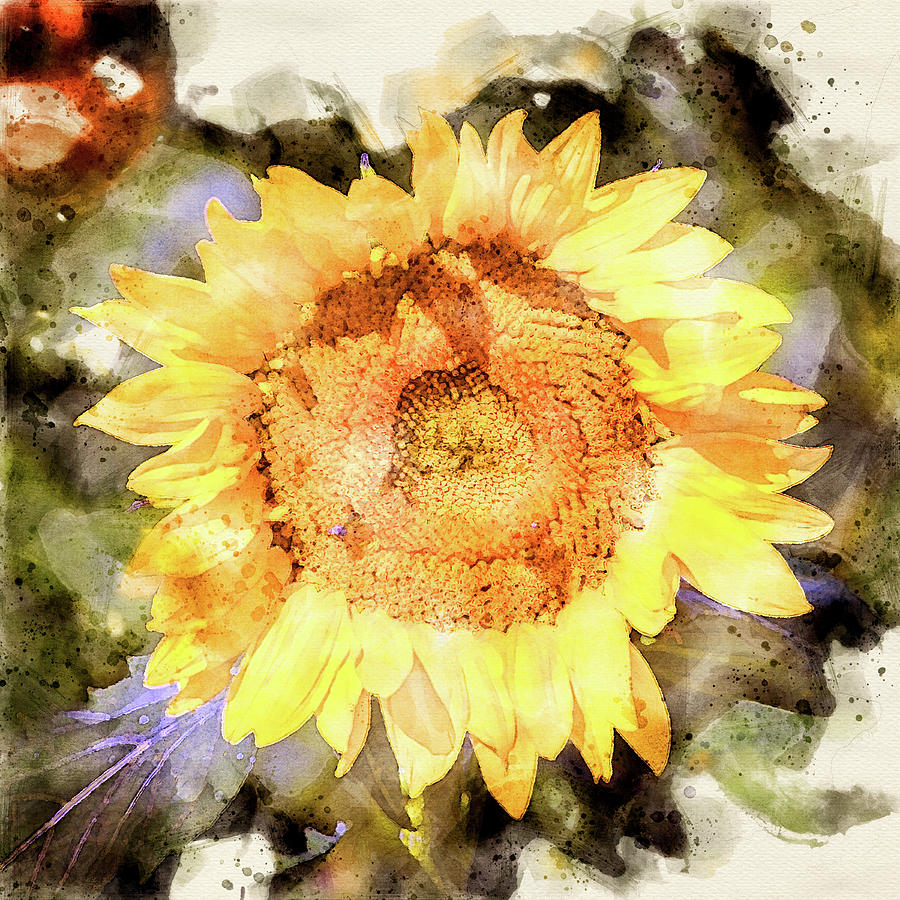 Sunflower Digital Watercolor Photograph by Bud Simpson