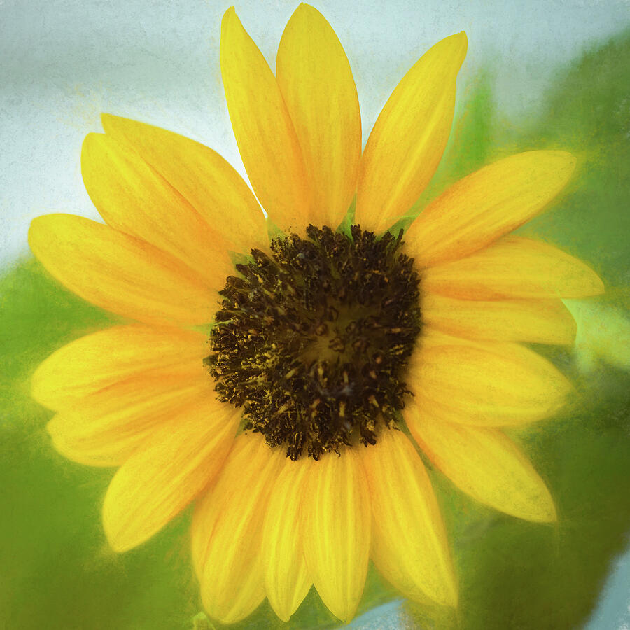 Sunflower Photograph by Dodie Ross Sunflower Photograph by Dodie Ross