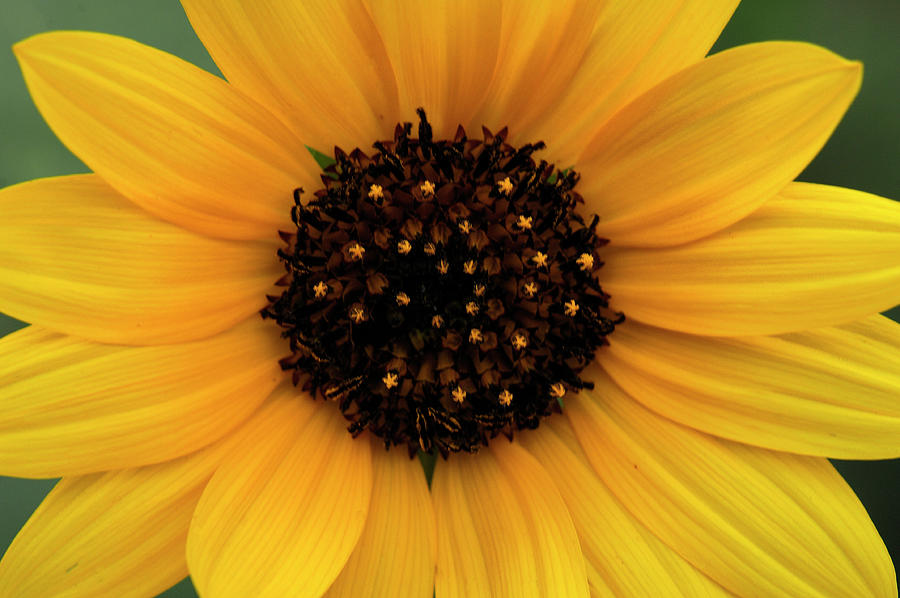 Sunflower Photograph by Doug Wittrock