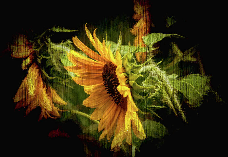 Sunflower Drama Photograph by Ola Allen