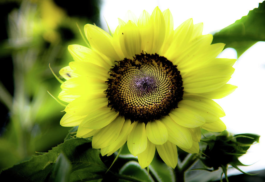 Sunflower Dream Photograph by Greg and Chrystal Mimbs - Fine Art America