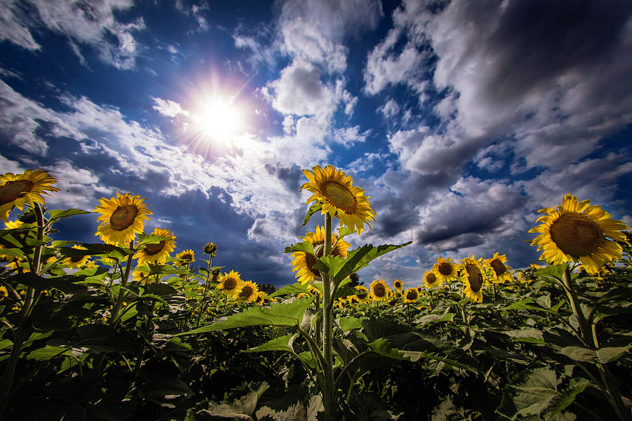 Sunflower Dream Photograph by Nicole Engstrom
