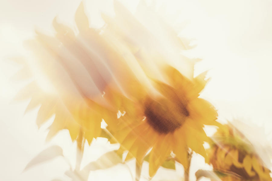 Sunflower Dreams Abstract Photograph by Ada Weyland