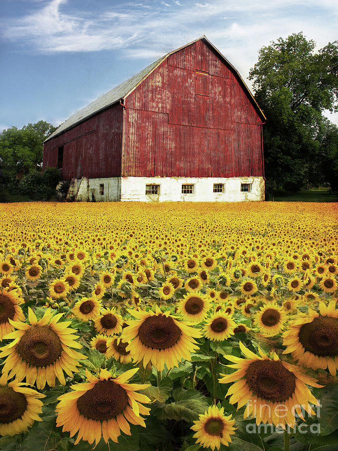 Sunflower Dreams and Old Red Barn Photograph by Barbara McMahon