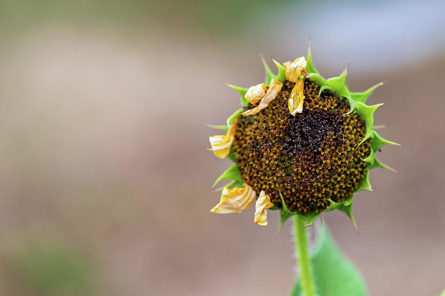 Sunflower Drying Photograph by Amelia Pearn