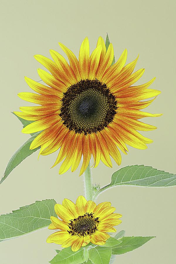 Sunflower Duet Photograph