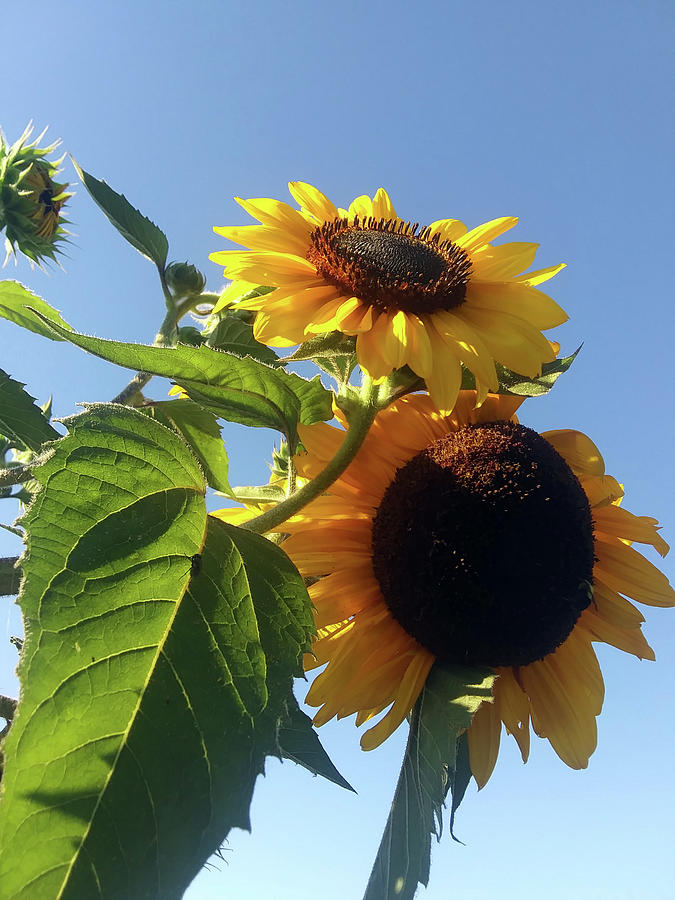 Sunflower Duo Photograph by Lois Tomaszewski
