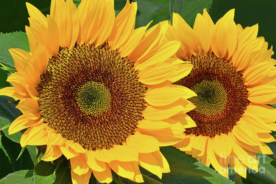 Sunflower Duo Seeking The Light Photograph By Regina Geoghan Fine Art America