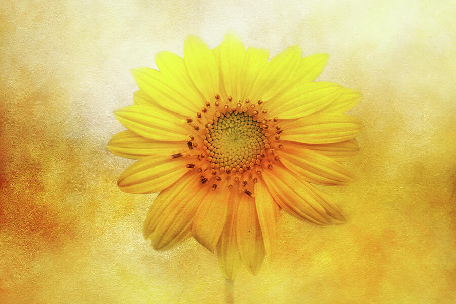 Sunflower Elegance Digital Art by Terry Davis