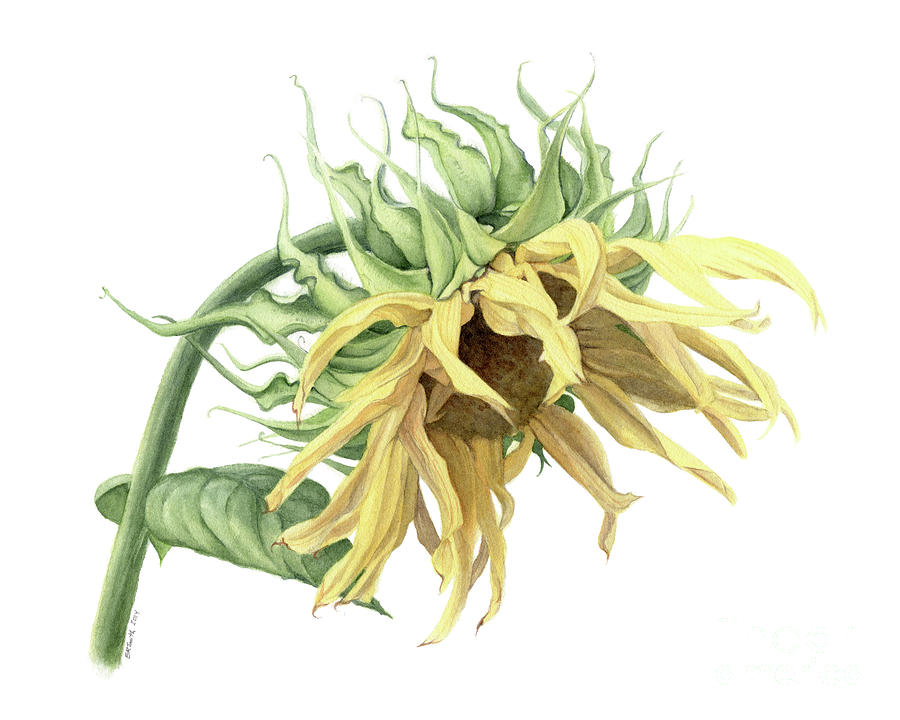 Sunflower Painting - Sunflower by Elizabeth Smith