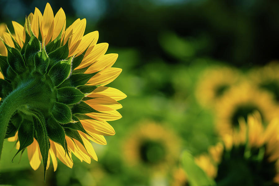 Sunflower Photograph - Sunflower Envy by Howard Yermish