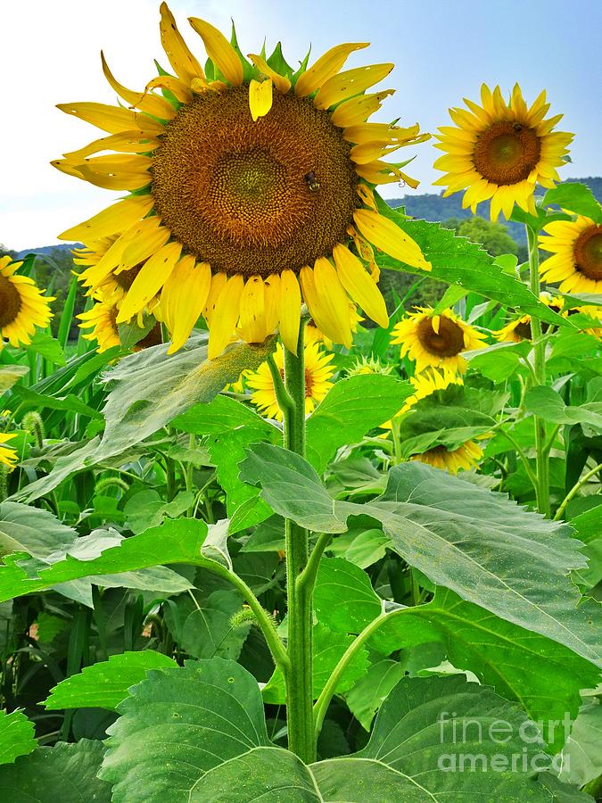 Sunflower Exclamation V Photograph by GJ Glorijean