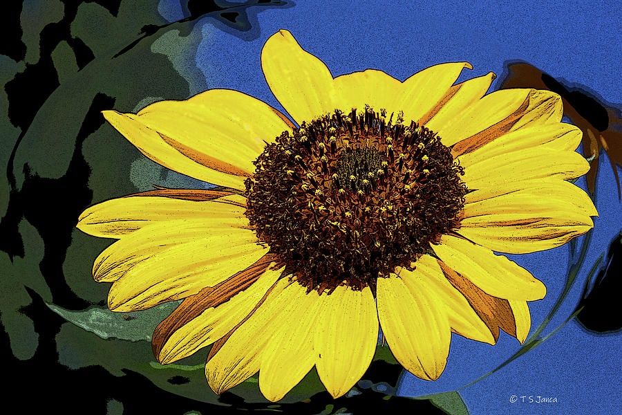 Sunflower Expose Digital Art by Tom Janca
