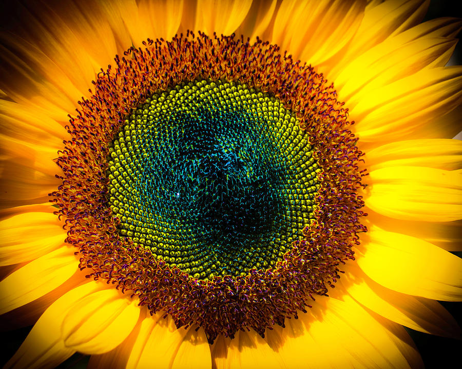 Sunflower eye by Erin Musgrave