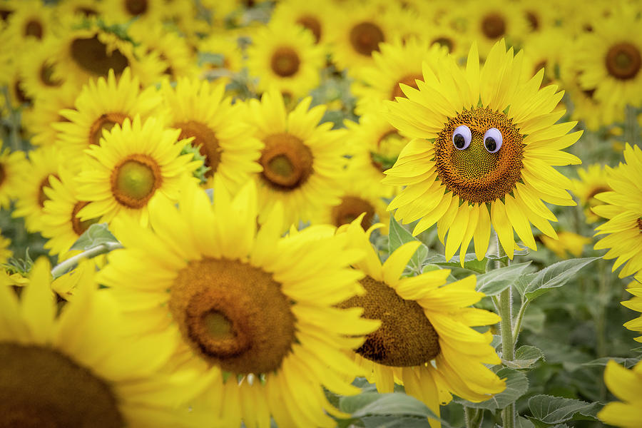 Sunflower Eyes Photograph