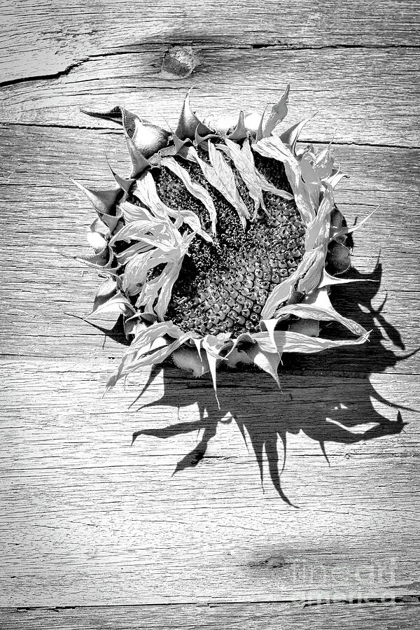 Black And White Photograph - Sunflower Face in Black and White by Kent Flora