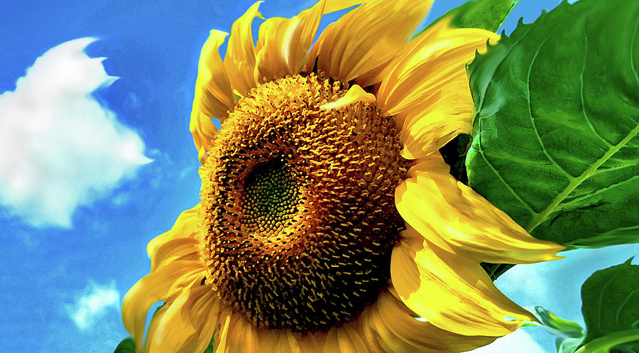 Sunflower Face Photograph by John Bartosik