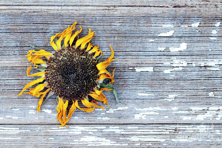 Sunflower Photograph - Sunflower Face on Chippy Wood by Kent Flora