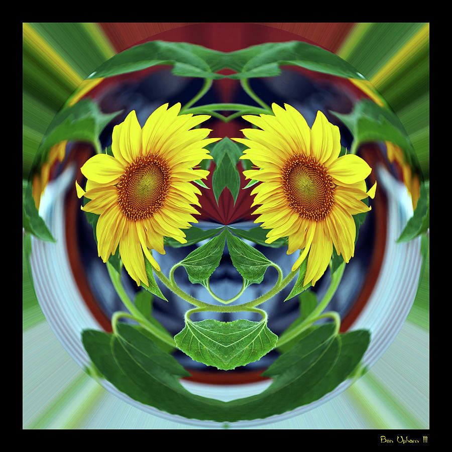 Sunflower Face with a Black Border Photograph by Ben Upham III
