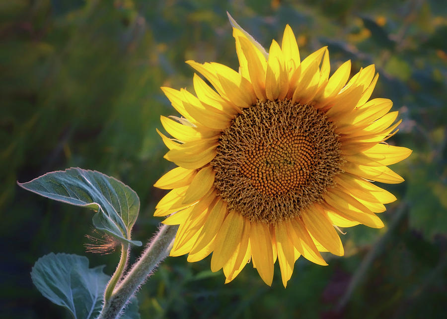 Sunflower - Facing East Photograph by Nikolyn McDonald