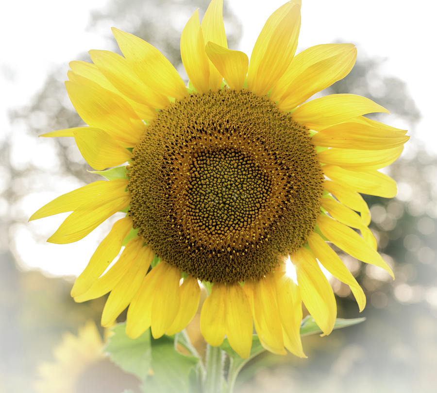 Sunflower Faded Background Square Photograph by Terry DeLuco
