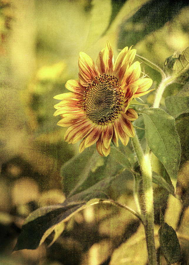 Sunflower Fairytale Photograph by Richard Macquade